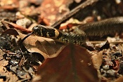 Užovka obojková (Natrix natrix). U Bartošovic v Orlických horách