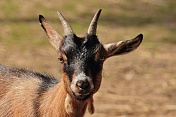Koza kamerunská (Capra aegagrus hircus). ZOO Tábor