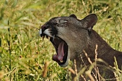 Puma americká (Puma concolor). ZOO Tábor