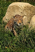 Jaguár americký (Panthera onca). ZOO Tábor