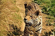 Jaguár americký (Panthera onca). ZOO Tábor