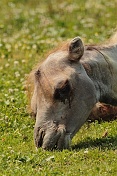 Velbloud dvouhrbý (Camelus bactrianus). ZOO Tábor