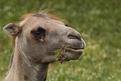 Velbloud dvouhrbý (Camelus bactrianus). ZOO Tábor