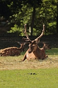 Jelen evropský (Cervus elaphus). ZOO Tábor