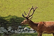 Jelen evropský (Cervus elaphus). ZOO Tábor