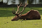 Jelen evropský (Cervus elaphus). ZOO Tábor