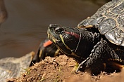 Želva nádherná (Trachemys scripta elegans). ZOO Tábor