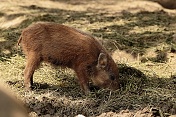 Prase divoké (Sus scrofa). ZOO Tábor