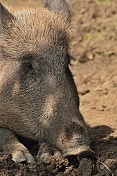 Prase divoké (Sus scrofa). ZOO Tábor
