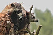 Mýval severní (Procyon lotor). ZOO Tábor