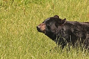 Medvěd baribal (Ursus americanus). ZOO Tábor