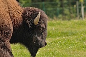 Bizon americký (Bison bison). ZOO Tábor