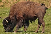 Bizon americký (Bison bison). ZOO Tábor