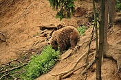Medvěd hnědý – brtník (Ursus arctos arctos). ZOO Tábor