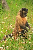 Malpa hnědá (Cebus apella). ZOO Tábor