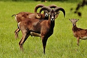 Muflon(Ovis musimon). Obora Židlochovice