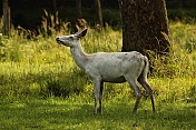 Jelen evropský (Cervus elaphus). Obora Žleby