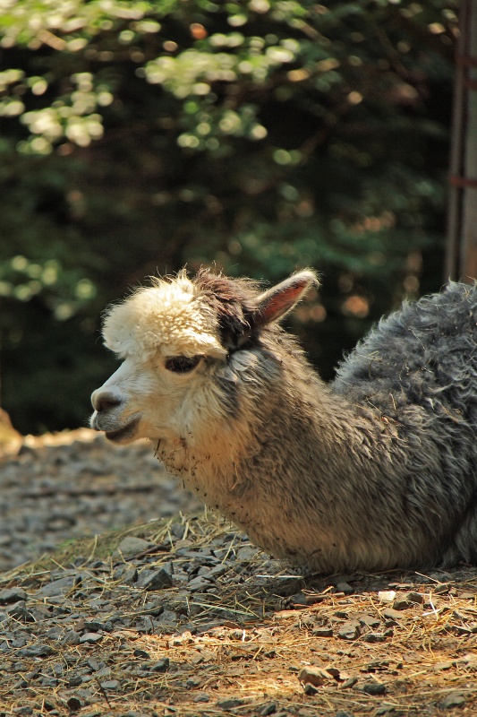 Lama krotká (Lama guanicoe f. glama). ZOO Olomouc