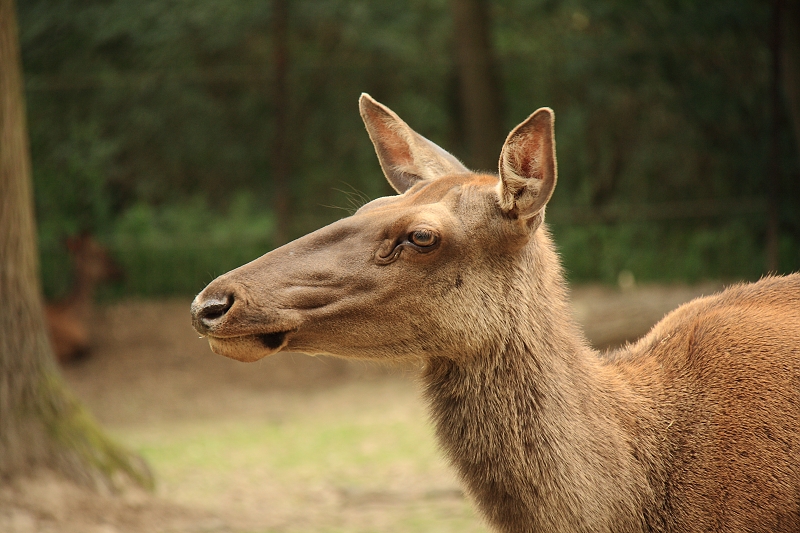 Jelen maral (Cervus elaphus sibiricus). ZOO Brno