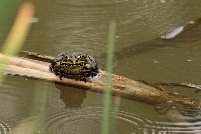 Skokan zelený (Pelophylax esculentus). Rybník Srpek. Kuřim